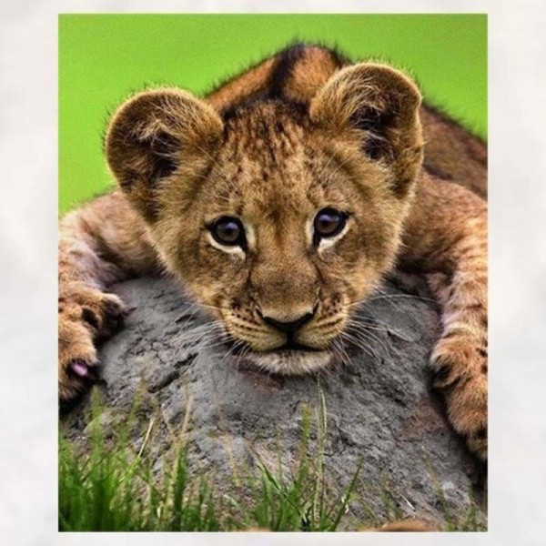DOUBLE Full Vorm steentjes - 5D DIY Diamond Painting Kits Cute Leopard Baby