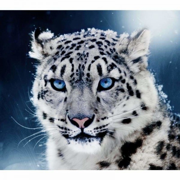 DOUBLE Full Vorm steentjes - 5D DIY Diamond Painting Kits Black White Cool Leopard
