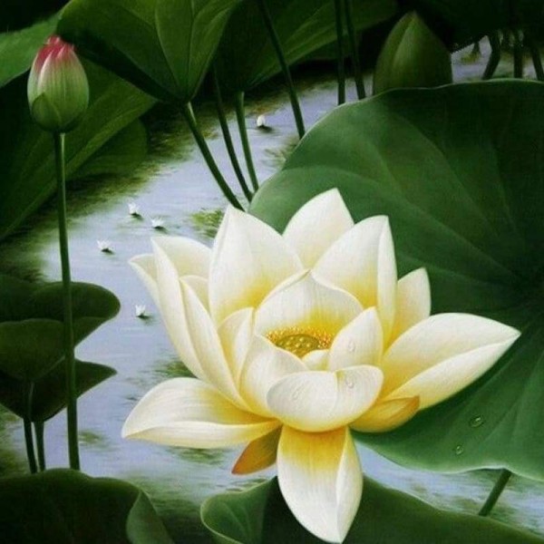 Volledige boor - 5D DIY Diamond Painting Kits Beautiful Pure Lotus