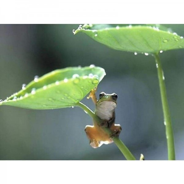 Volledige boor - 5D DIY Diamond Painting Kits Cute Frog Lotus Leaf