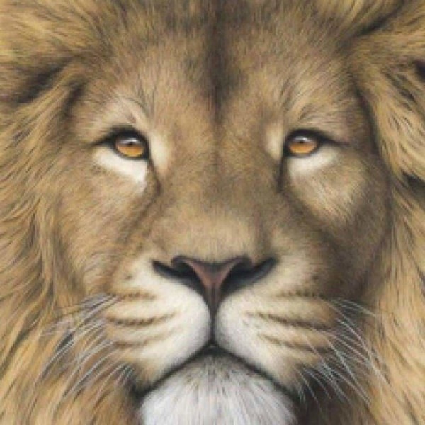 Portrait van een leeuw