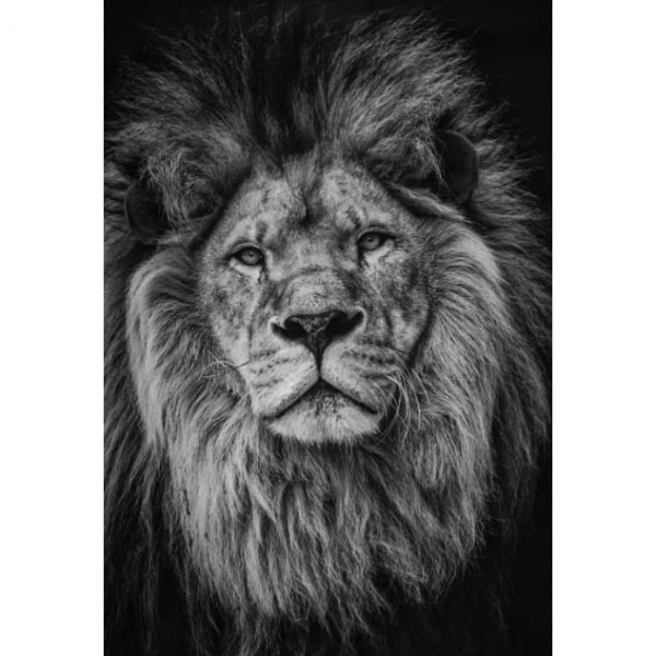Zwart-wit portrait leeuw