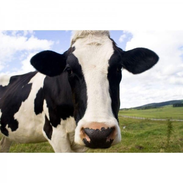 Volledige vierkante boor koe volledige boor - 5D Diy Diamond Painting Kits NA0186