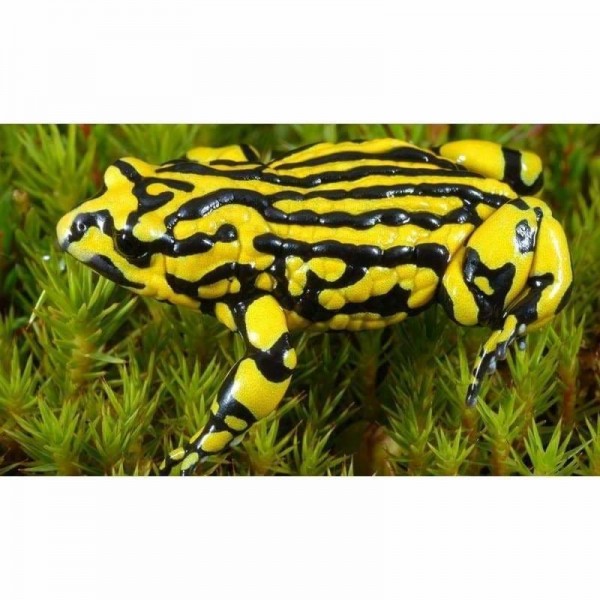 Corroboree Frog - Volledige boor diamant schilderij -