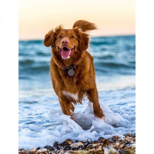 Hond op strand-Volledige boor diamant schilderij-