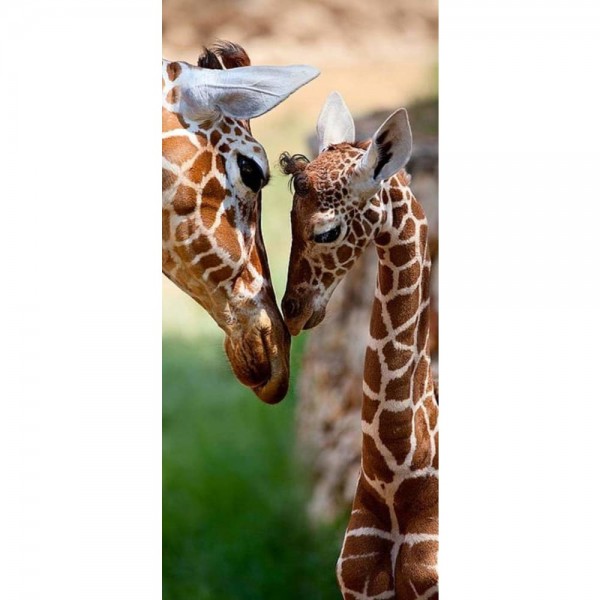 Baby giraffe in de dierentuin