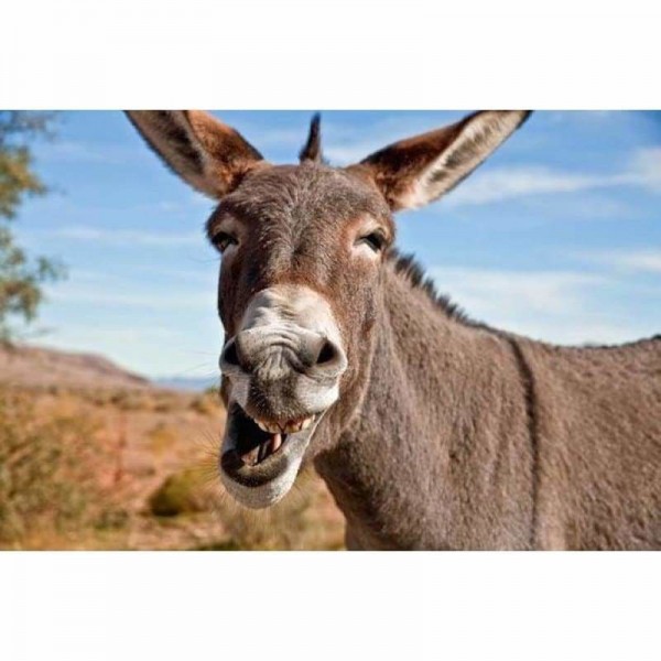 Volledige boor - 5D DIY Diamond Painting Kits Funny Donkey