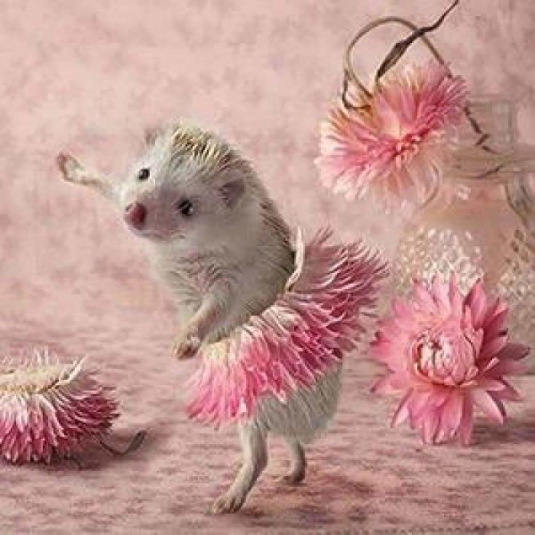 Volledige boor - 5D DIY Diamond Painting Kits Funny Cute Pink Tutu Hedgehog