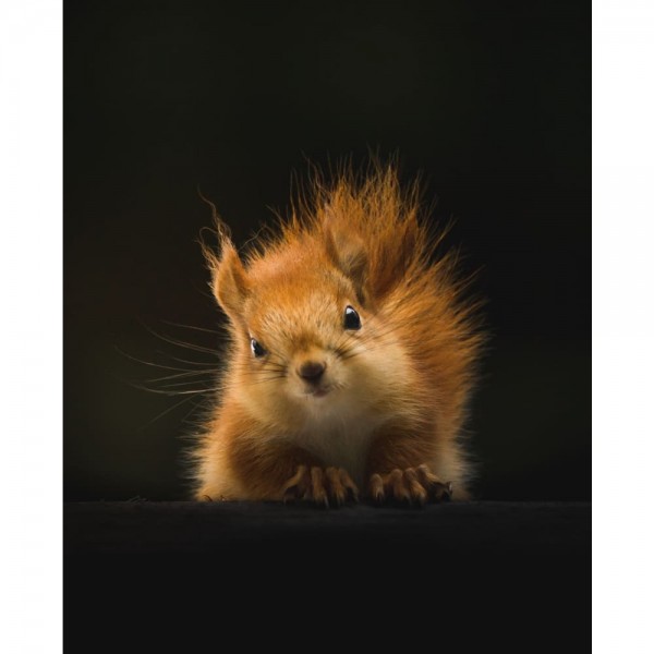 Portrait foto nieuwsgierige eekhoorn