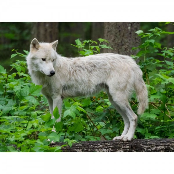 Witte wolf in bosje