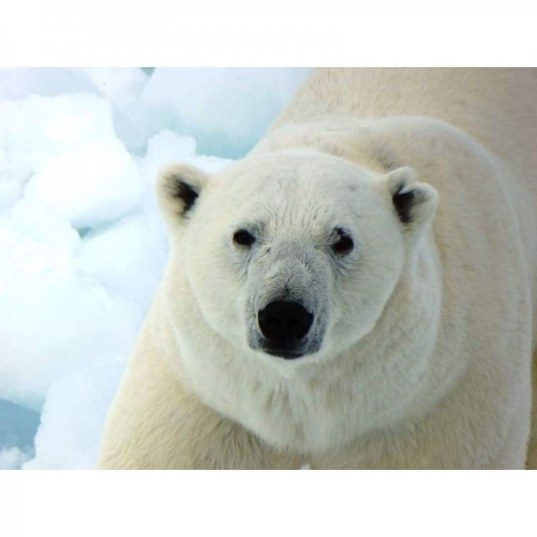 Witte ijsbeer - volledige boor diamant schilderij -