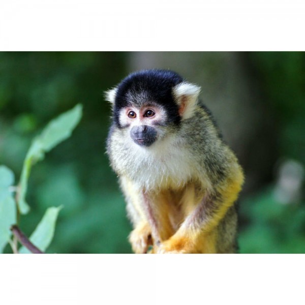 Portrait foto van een aapje